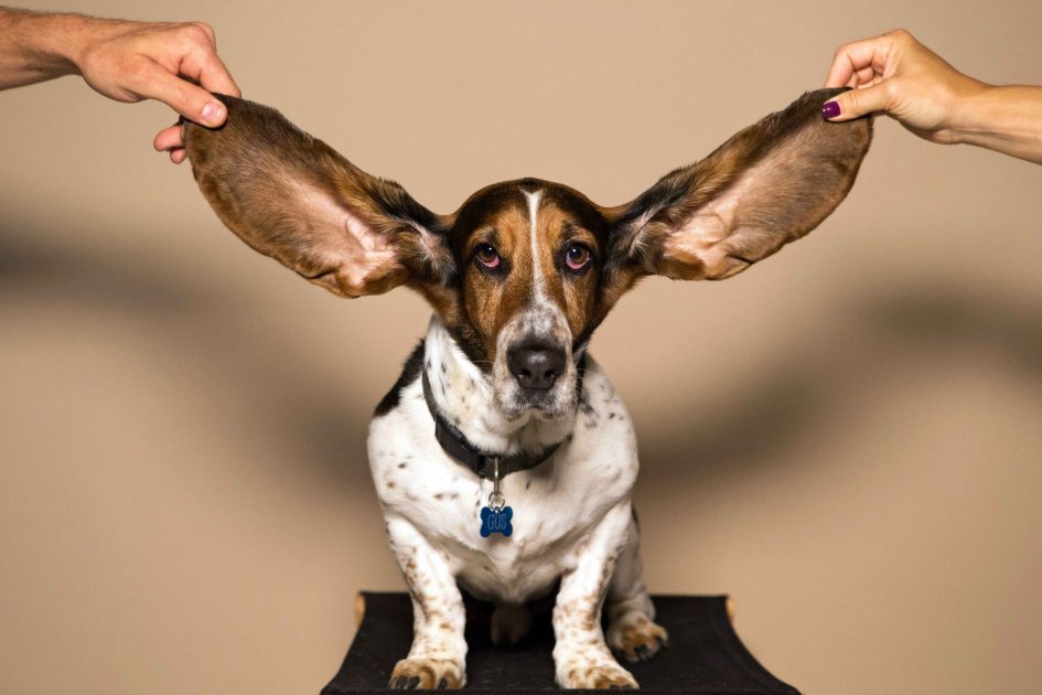 Hund mit langen Ohren